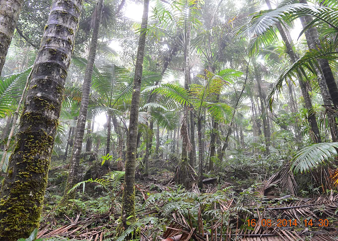 The Cloud Forest
