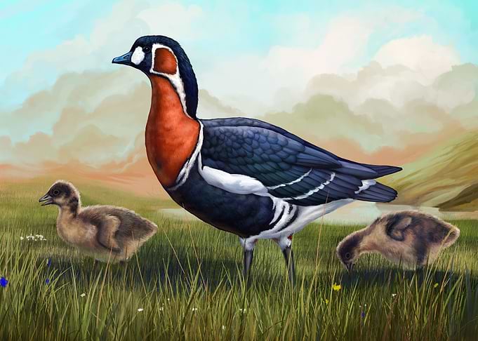 Branta ruficollis