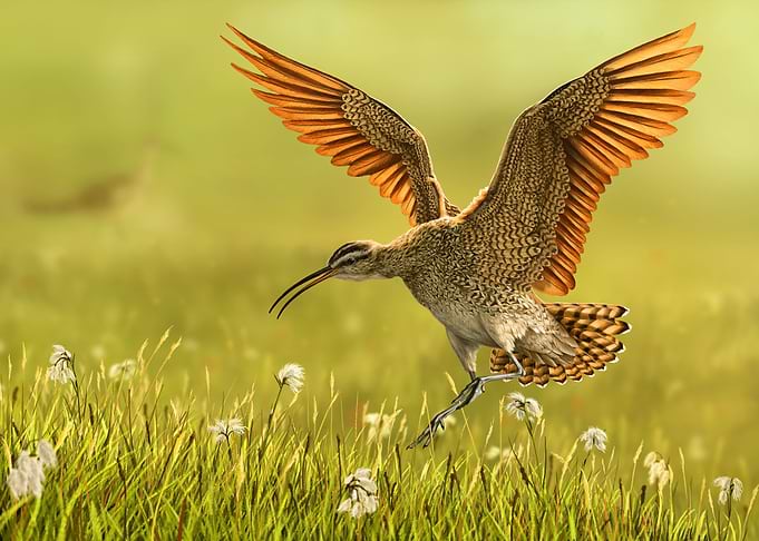 Eskimo Curlew