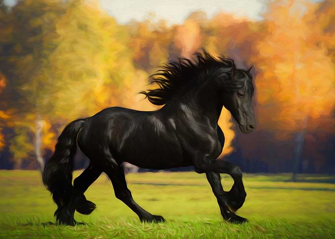 Friesian horse