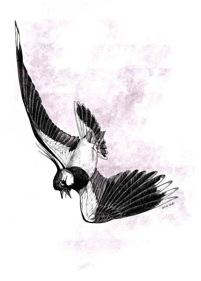 Lapwing