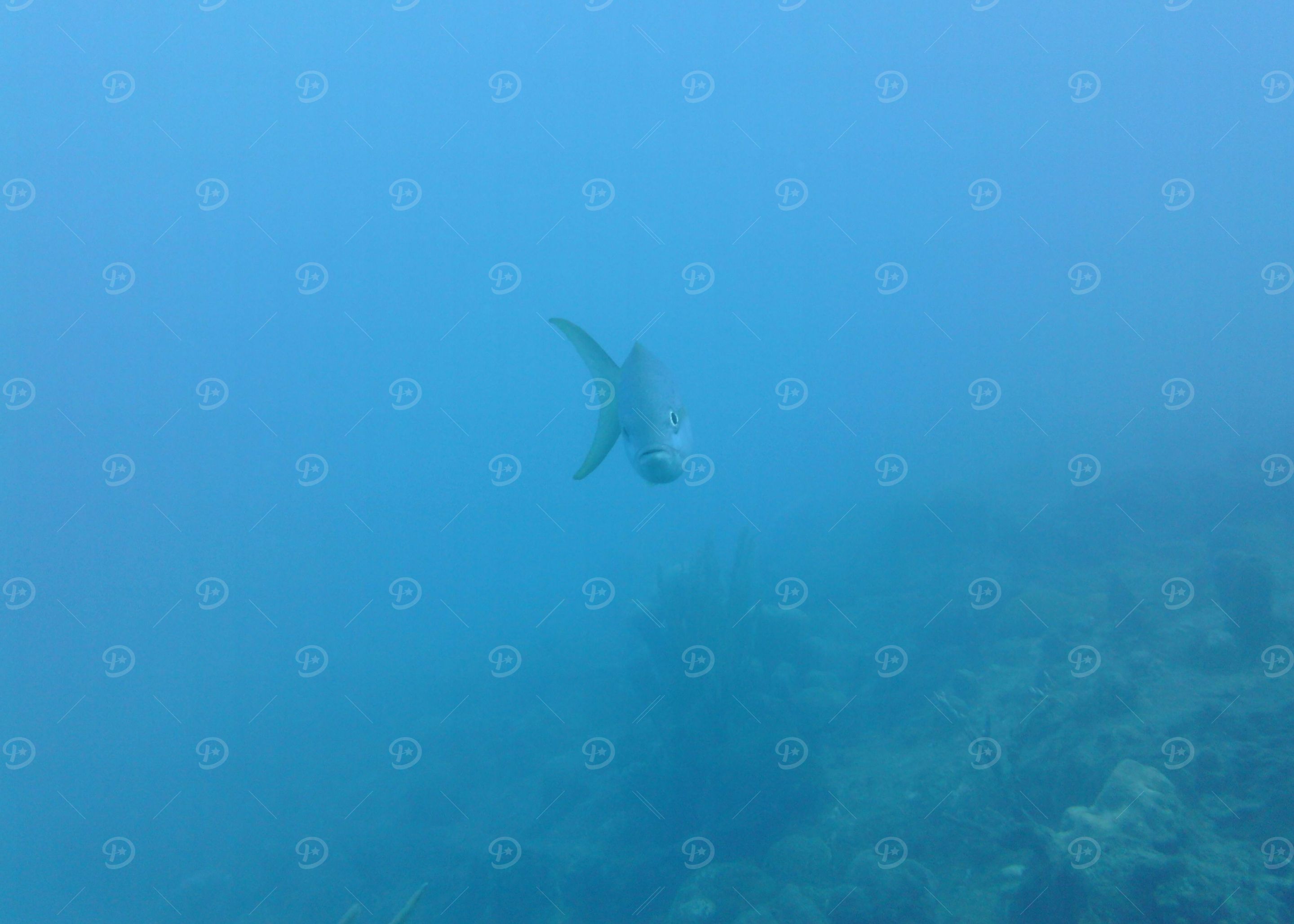 Curious fish