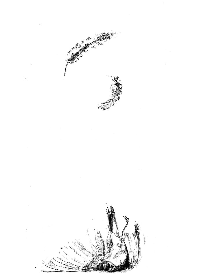 Fall of wings