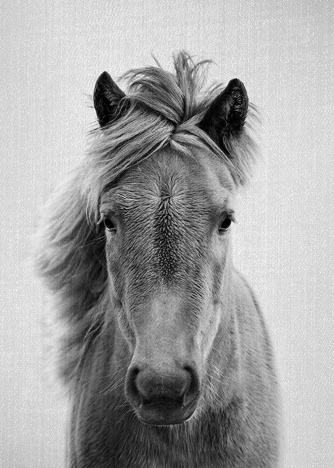 Horses Black and White 5