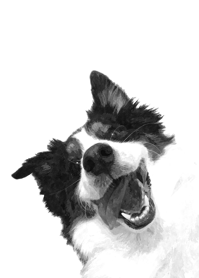 Black and White Happy Dog