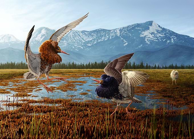 Philomachus pugnax