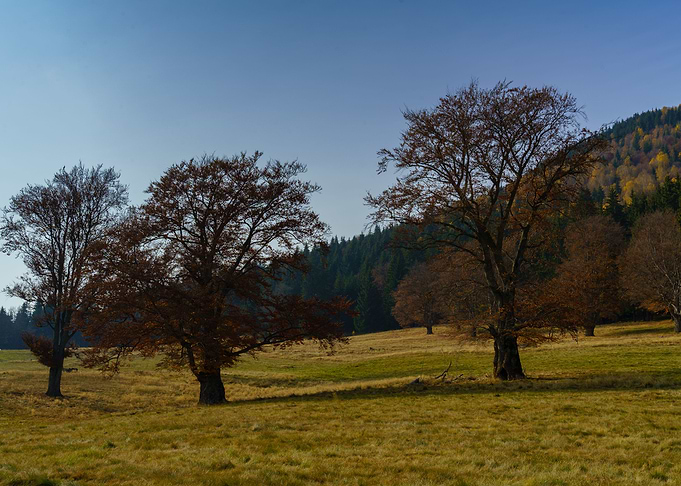 Three tree guys