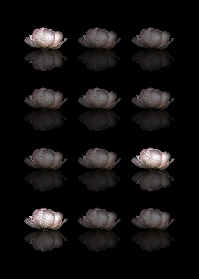 Roses on black No3