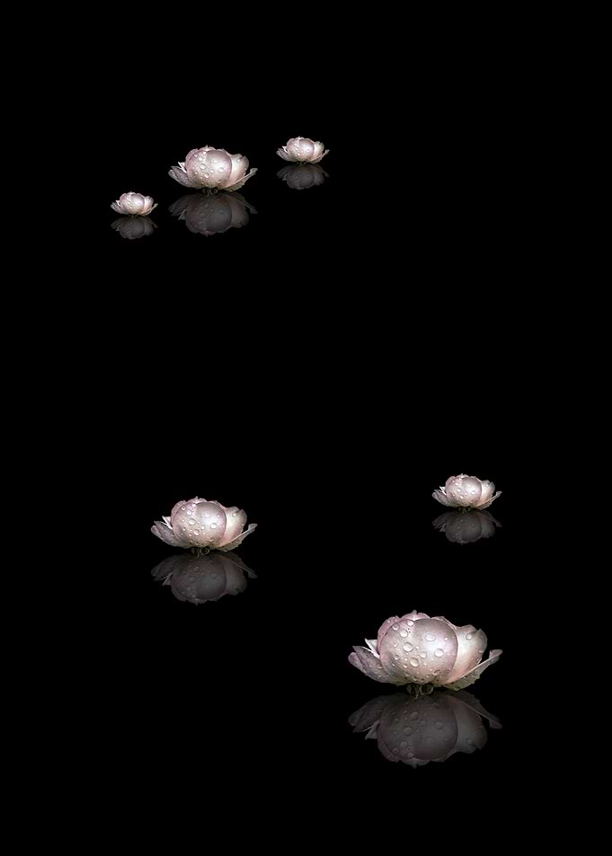 Rose on Black No2