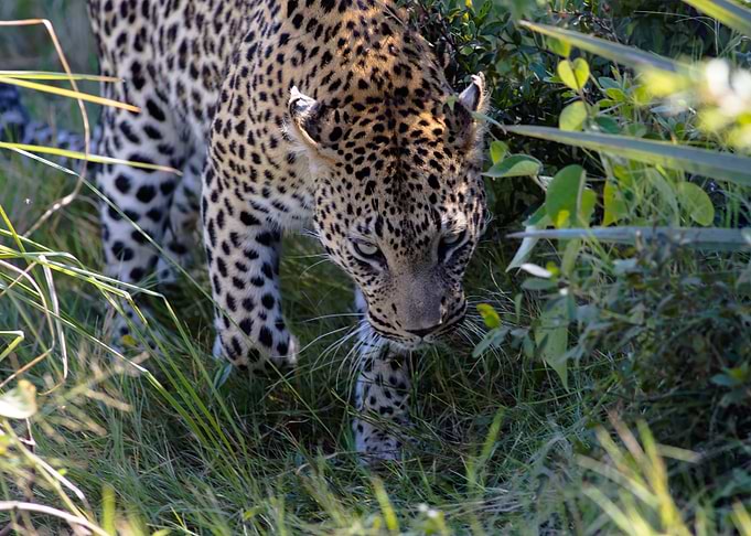Leopard Hunting