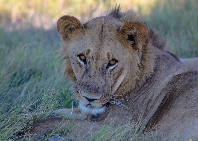 Young Male