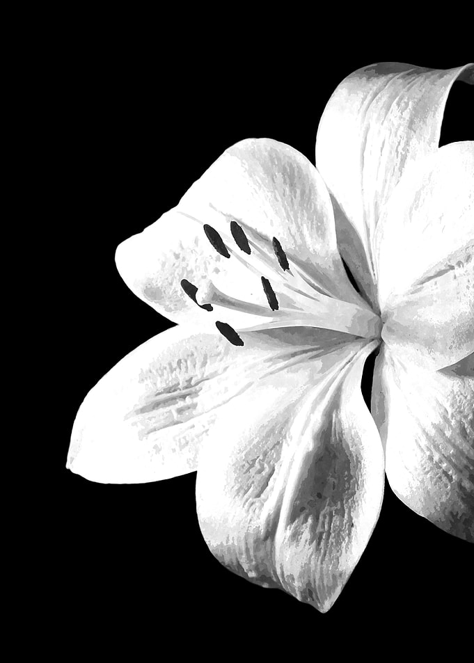 White Lily