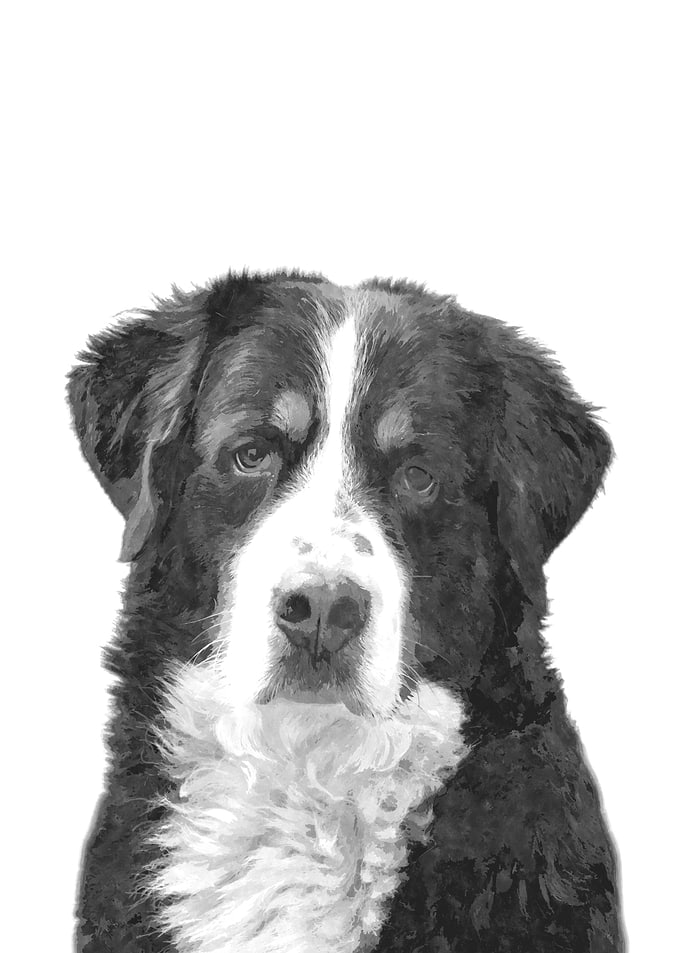 Bernese Mountain Dog BW