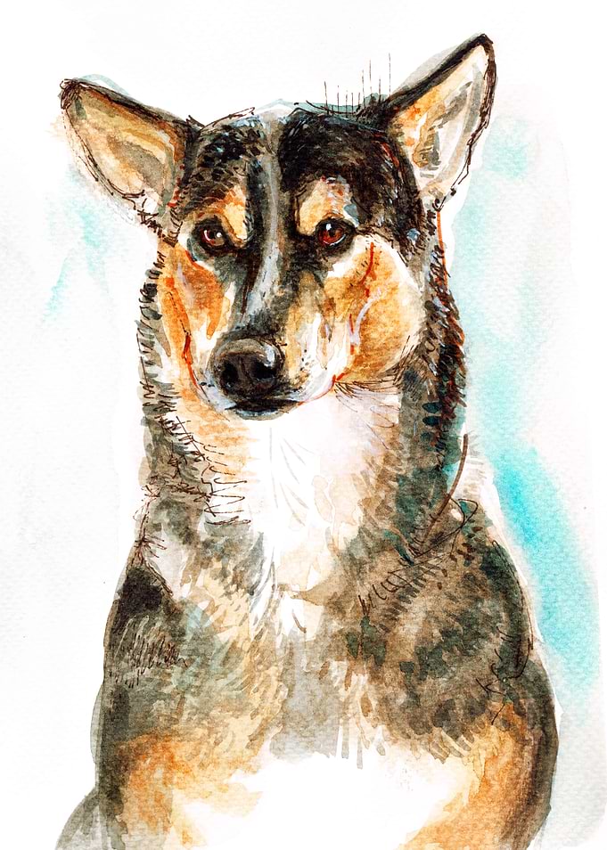Sweet stray dog
