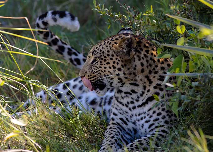 Leopard