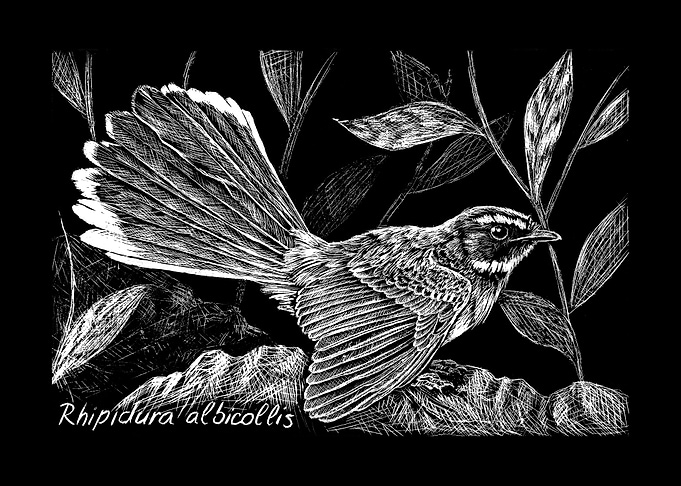White throated Fantail