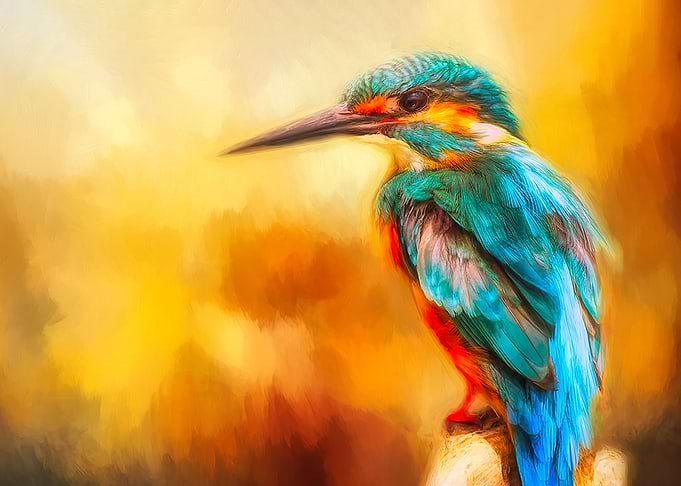 Kingfisher