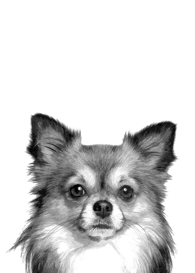 Black and White Chihuahua