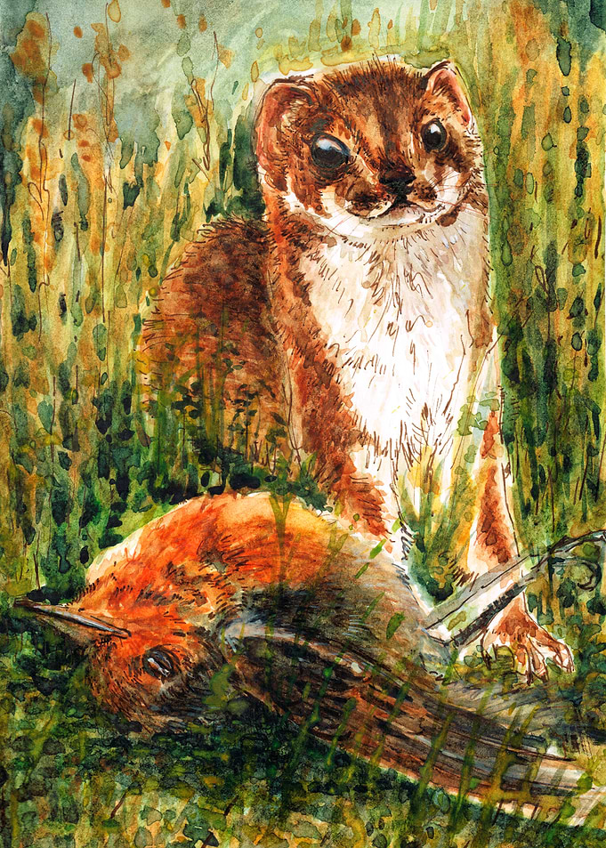 Very little weasel