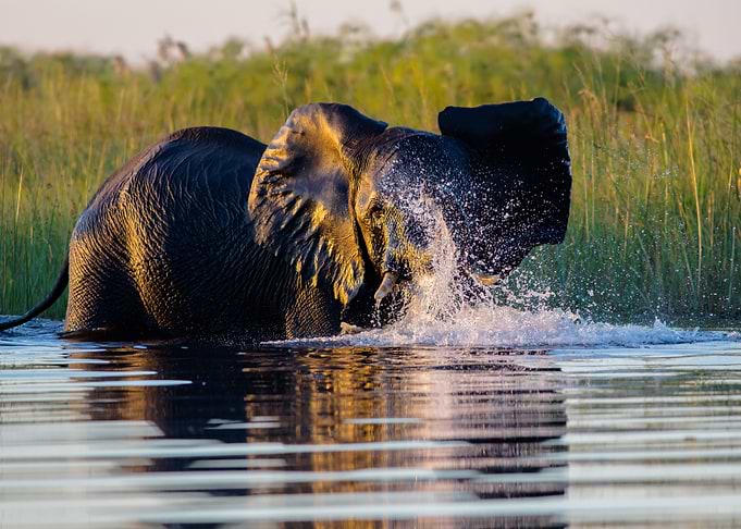 Juvenile Elephant