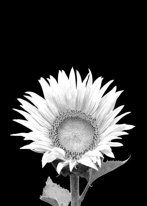 White Sunflower