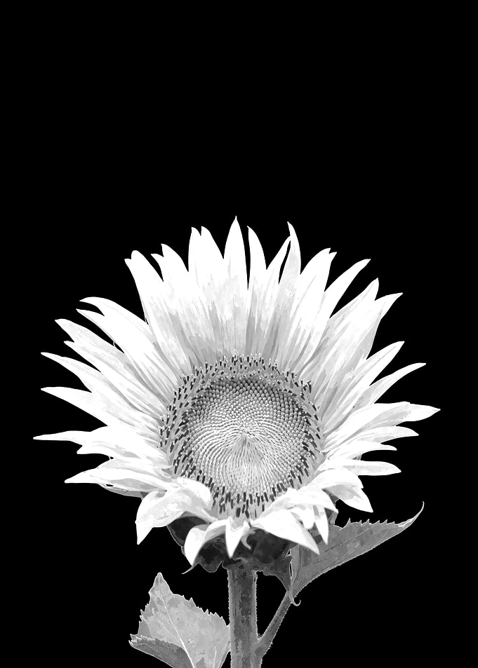White Sunflower