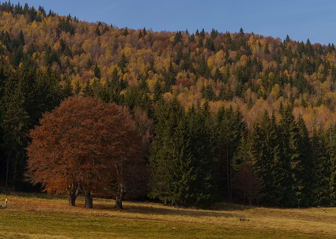 The perfect tree