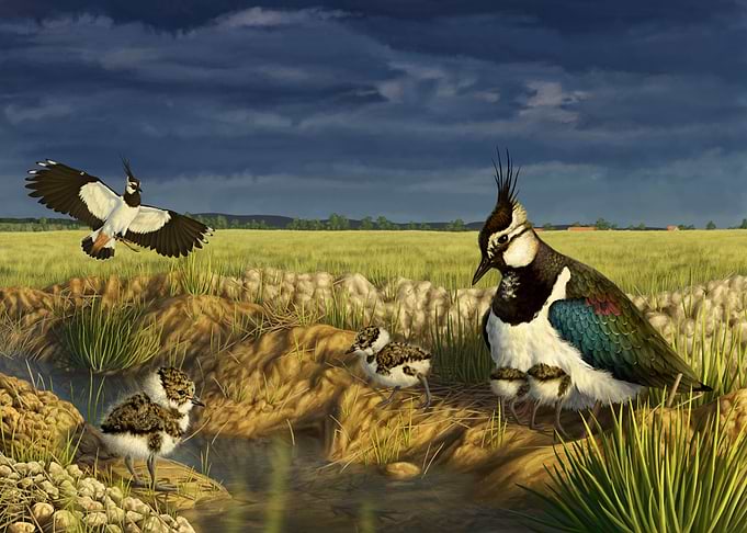 Lapwing Family