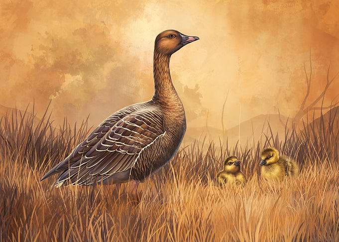 Anser brachyrhynchos