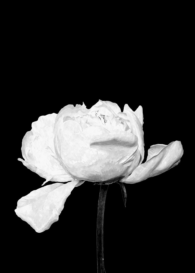 White Peony