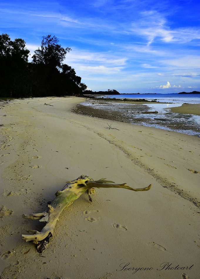 Old tree at white sand