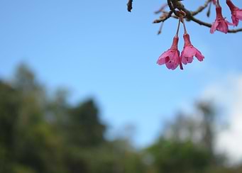 Cute Flower