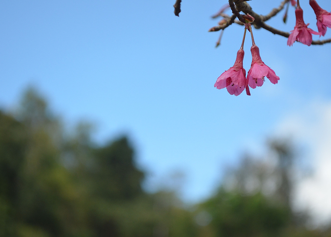 Cute Flower