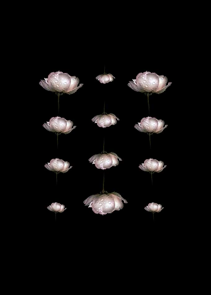 Roses on black No 1