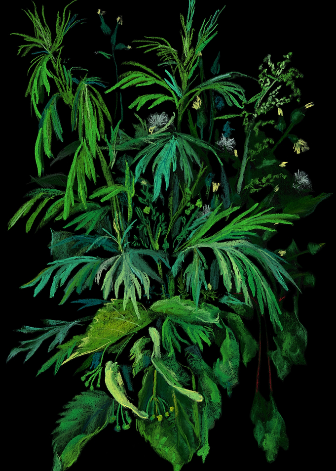 Green and Black
