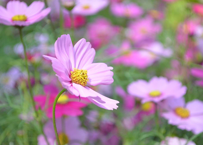 Pink Flower