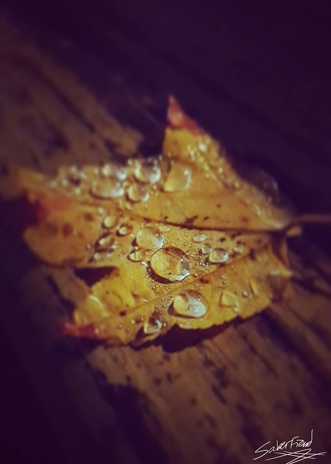 Leaf Water