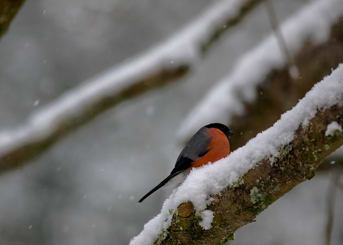 Bullfinch