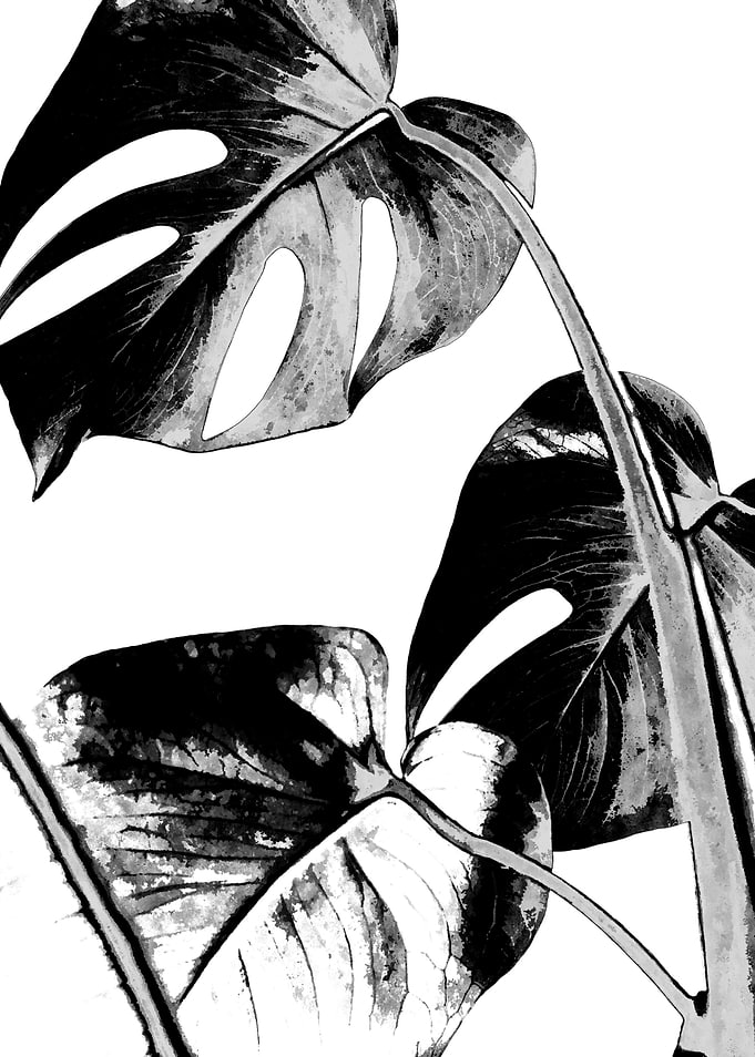Black Monstera Leaves