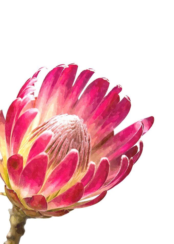 Protea Illustration