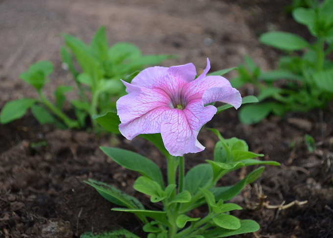 Flower
