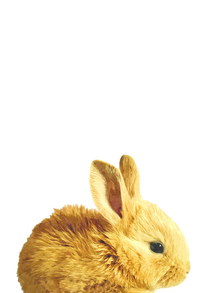Bunny Portrait