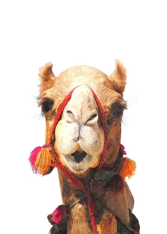 Camel Portrait