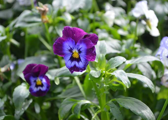Flower