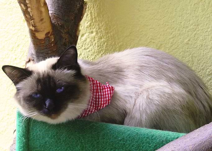 Ella enjoying catio