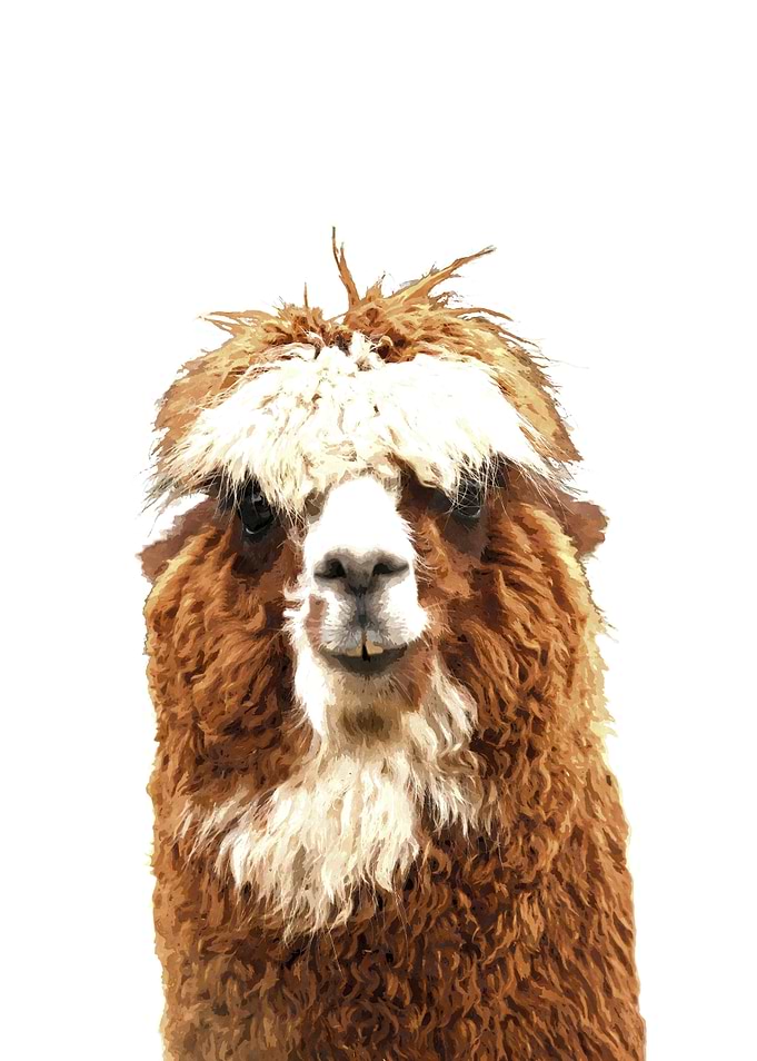 Alpaca Portrait