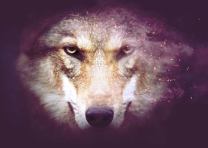 Angry Wolf