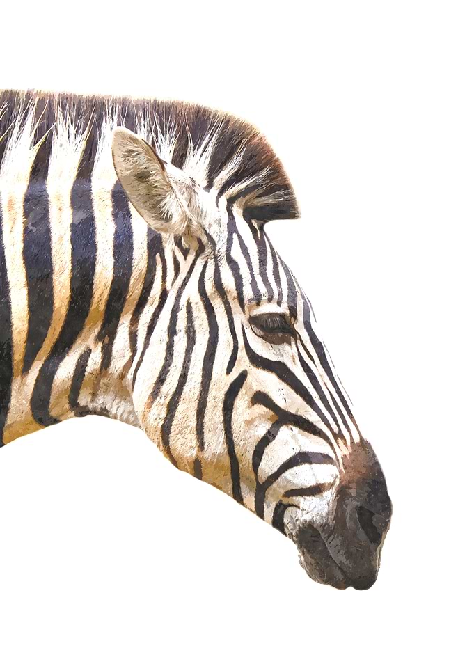 Zebra Profile