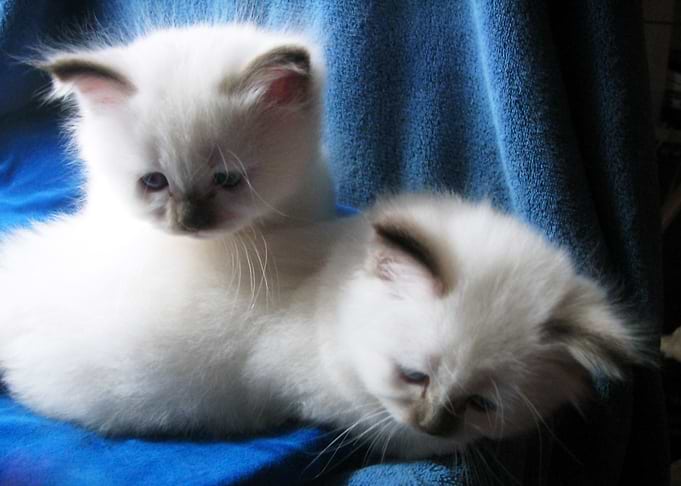 Melody and Matisse