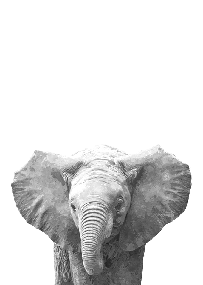 Black White Baby Elephant
